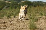 CORGI PEMBROKE 782